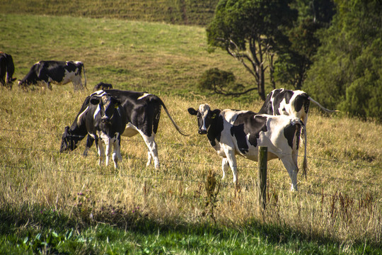 澳洲大洋路山坡上的牛群