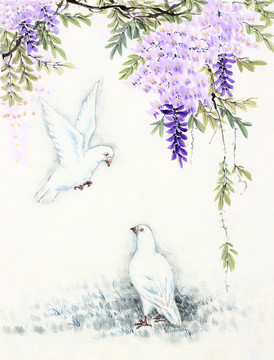 白鸽 和平之春 紫藤花 国画