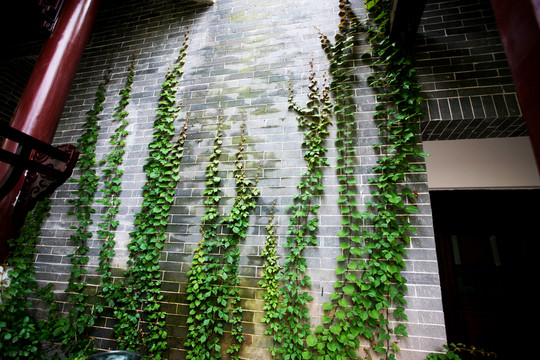 爬墙虎 植物