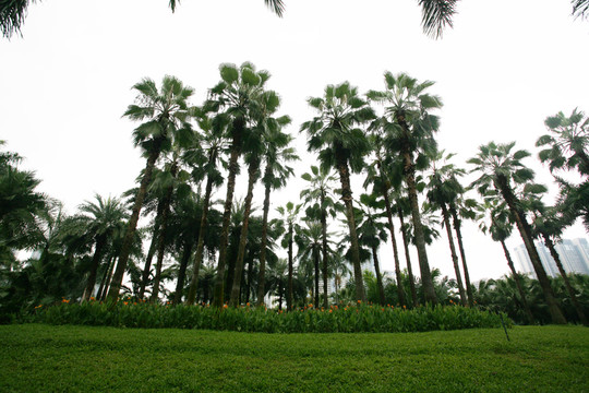 大王椰林 公园景区 风光