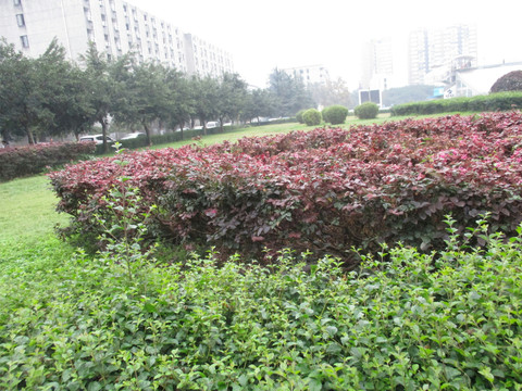成都四川大学内景 绿化 红叶丛