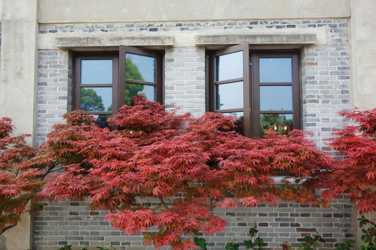 红枫叶和灰砖墙