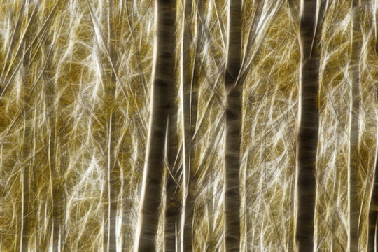 杨树林抽象画