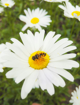 蜜蜂在花蕊中 蜜蜂采蜜