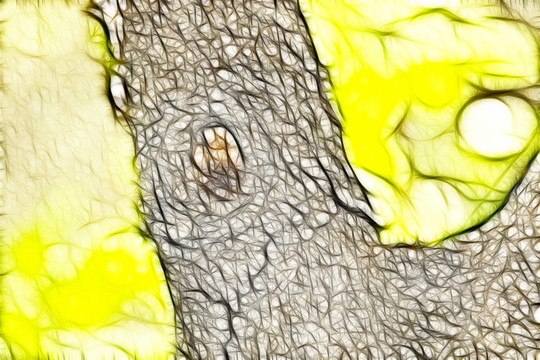 树皮 抽象画