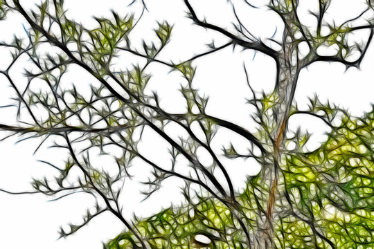 酸枣树枝叶抽象画