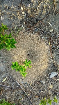蚂蚁巢