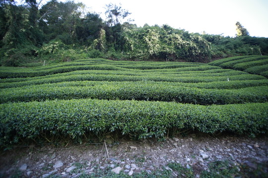 茶园  茶叶种植