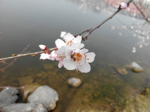 曲江南湖的梅花