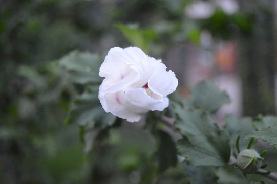 白色花苞