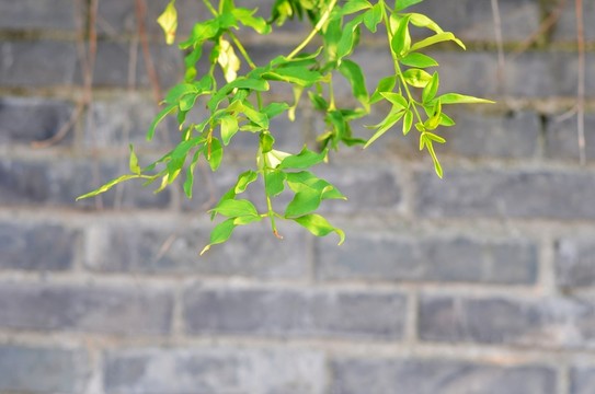 植物背景墙