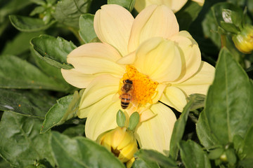 花卉 蜜蜂 鲜花 花蕾