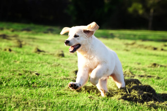 金毛小狗在草地上跳跃