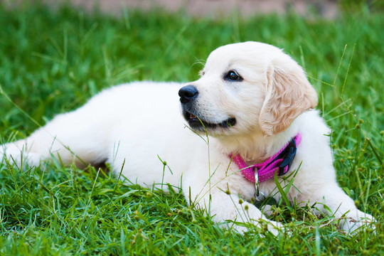 黄金猎犬小狗的女孩在草地上休息