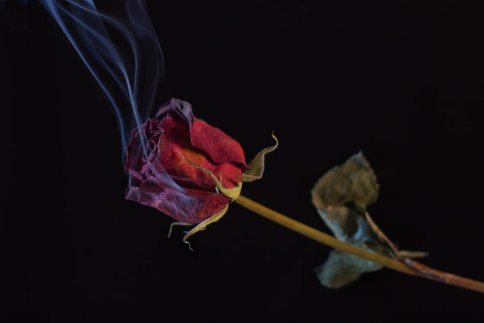 吸烟的红玫瑰