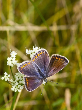 一个常见的蓝色蝴蝶2