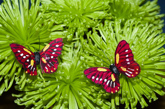两只蝴蝶在花丛中
