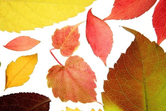 秋天的落叶装饰在工作室白色背景