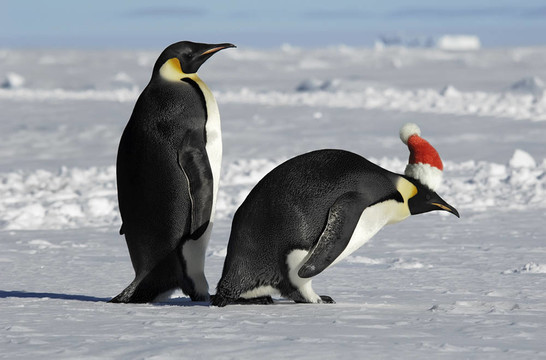 企鹅夫妇在圣诞节