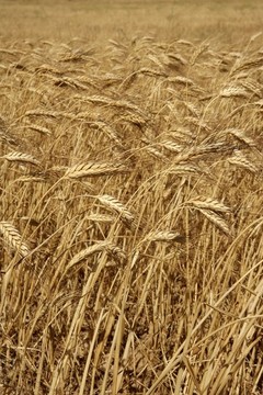 农业领域作物小麦金黄的干