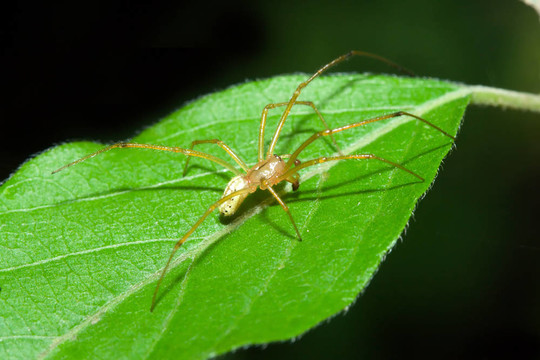女Cobweb Spider
