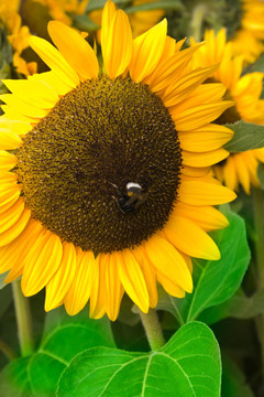 用蜜蜂闭上向日葵