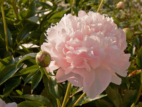 一朵淡粉色的牡丹花
