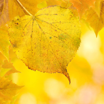 秋天的美丽的金色的树叶