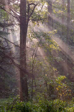 清晨薄雾的森林