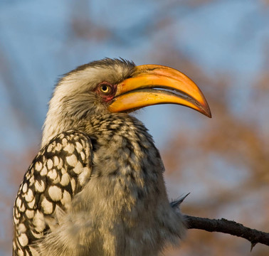 黄嘴Hornbill