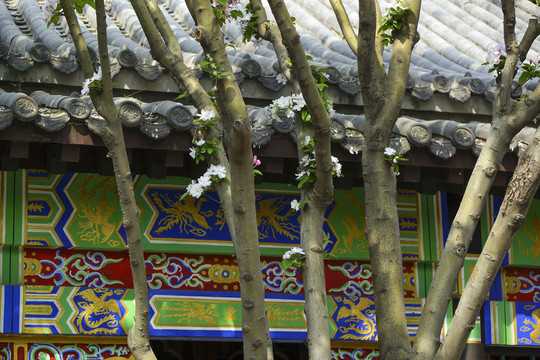 海棠树 建筑雕花