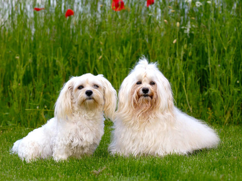 两只狗；草和花