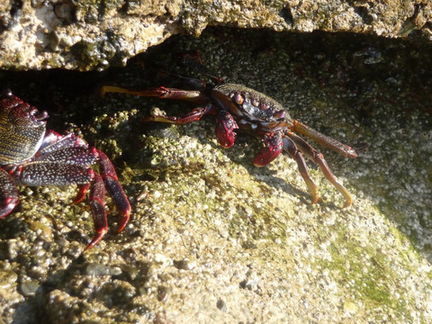沿海礁石上的一种热带螃蟹。