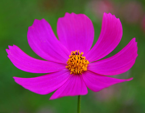 粉红色的大波斯菊