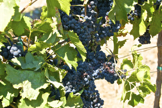 本赛季晚些时候，这些葡萄藤与成熟的葡萄酒葡萄负担。