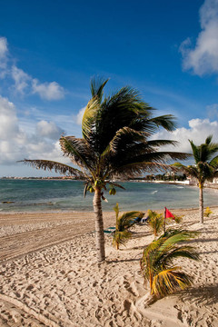 热带海滩上的棕榈树和红旗