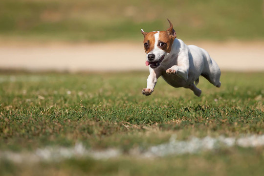 精力充沛的杰克罗素梗犬跑在草地上