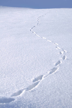 雪地里的动物足迹