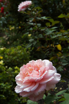 大Pink Rose