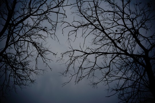 江雾中的树枝