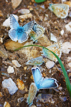 常见的蓝色蝴蝶
