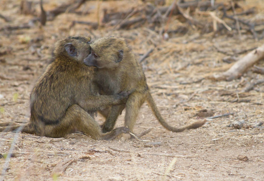 两只狒狒互相拥抱