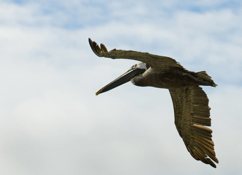 飞行的鹈鹕；加拉帕戈斯群岛；厄瓜多尔