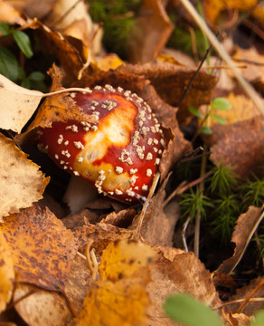 一个红色的蘑菇（毒蕈）