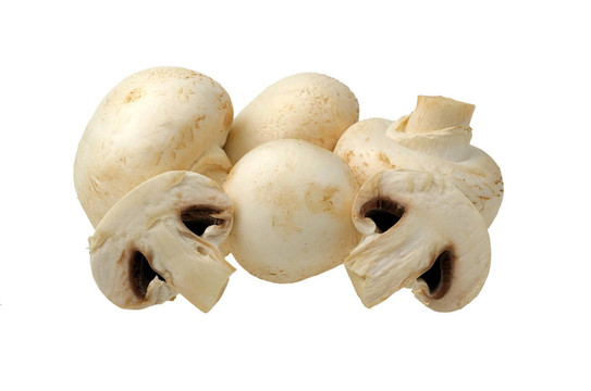 在一个白色的蘑菇