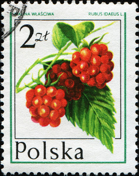 欧洲树莓；覆盆子；或红树莓- Rubus idaeus