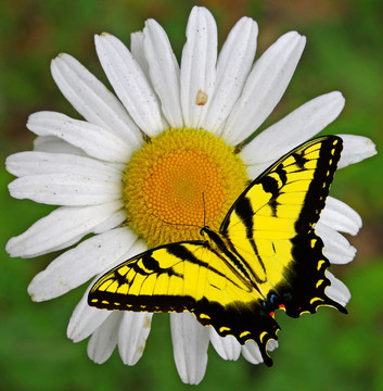 一个特写镜头的一个上面有燕尾蝶与文本间单的雏菊花。