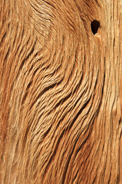 狐尾松的木材