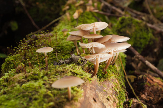 绿色森林中的蘑菇