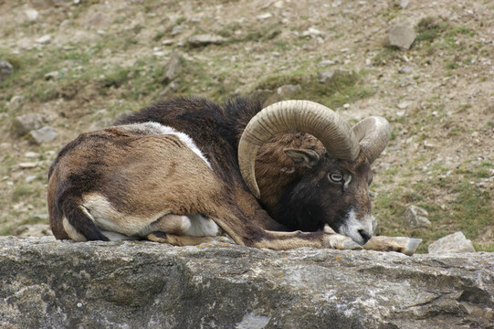 欧洲盘羊栖息在石